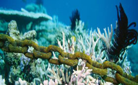 mooring chain dropped on reef