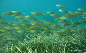 seagrass habitats