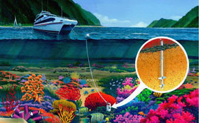 why are coral reefs important