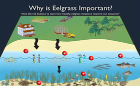 why is eel grass important